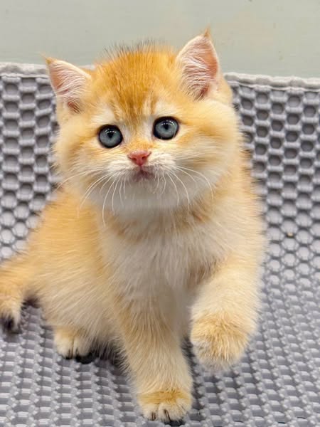 British Shorthair