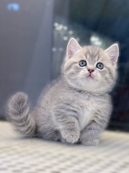 Munchkin