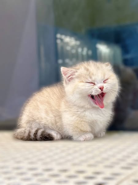 Munchkin