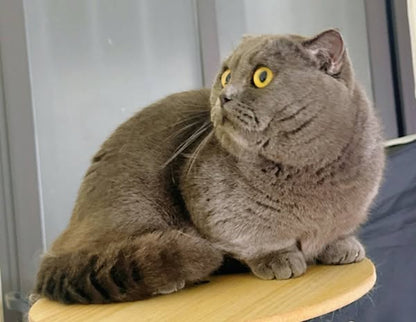 Munchkin Fold