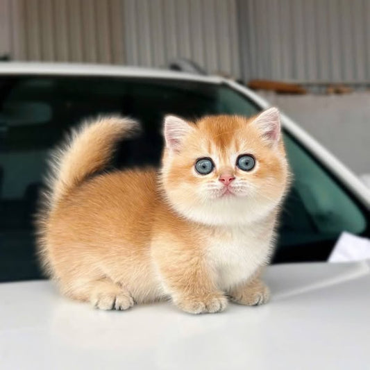 Munchkin