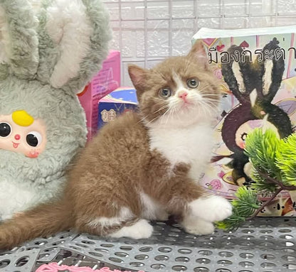 British Shorthair
