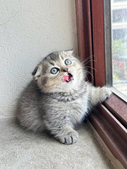 Munchkin Fold