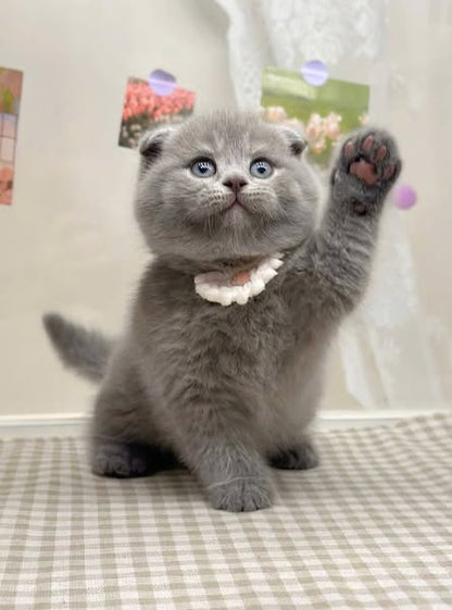 Scottish Fold