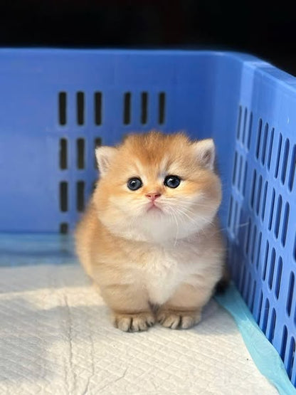 Munchkin