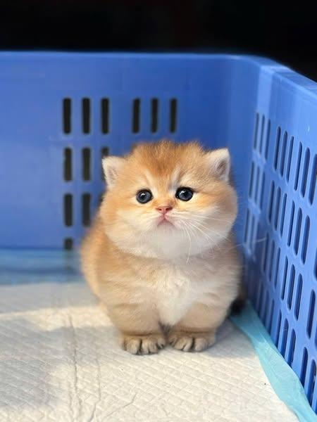 Munchkin
