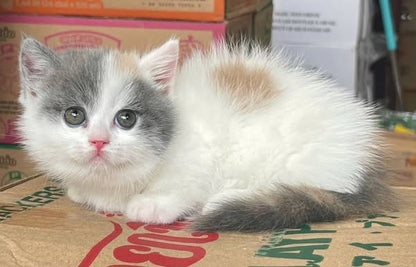 Munchkin