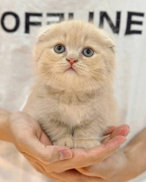 Munchkin Fold