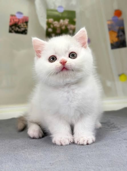British Shorthair
