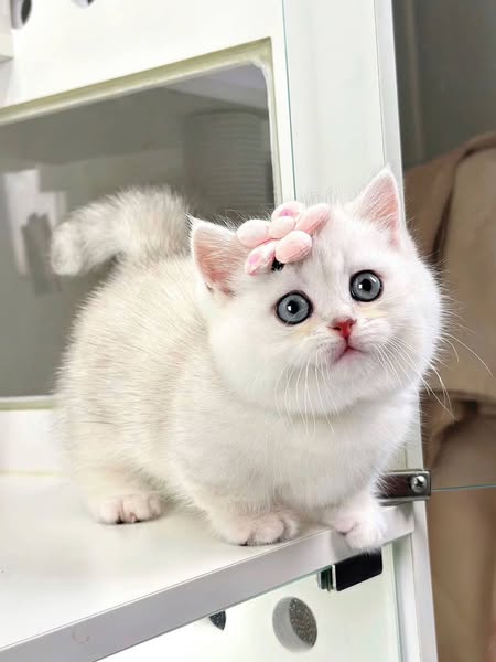 Munchkin