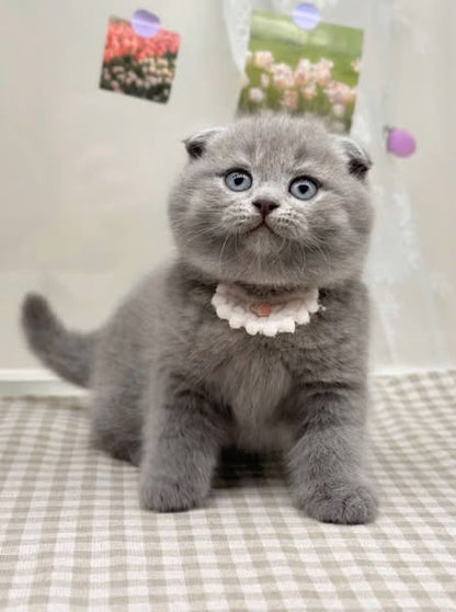 Scottish Fold