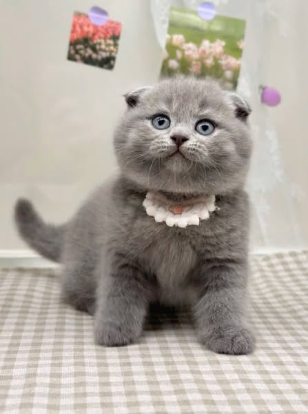 Scottish Fold