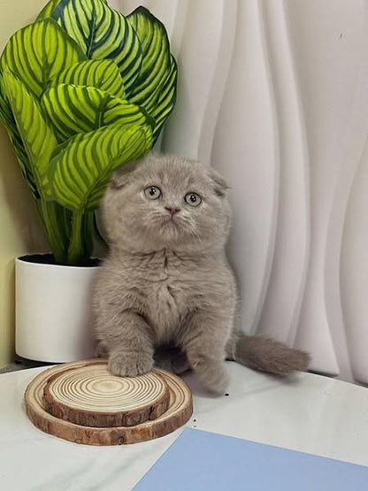 Munchkin Fold