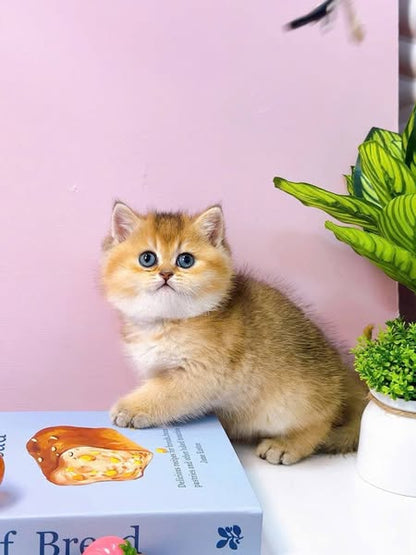 British Shorthair
