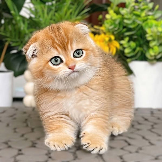 Scottish Fold