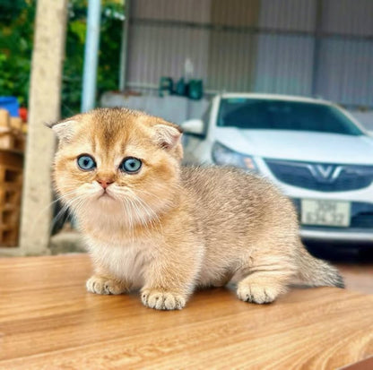 Munchkin Fold