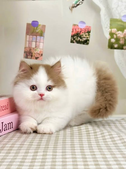 Munchkin Longhair