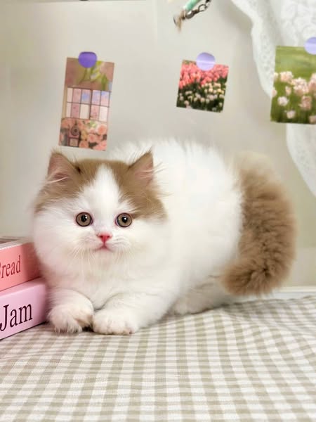 Munchkin Longhair
