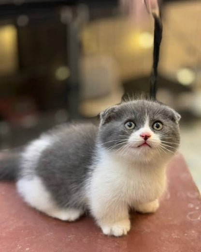 Munchkin Fold
