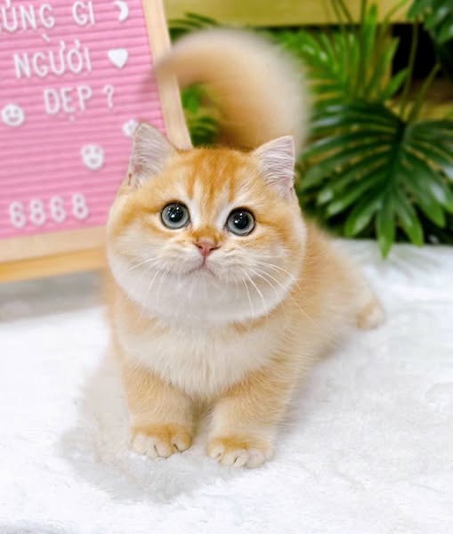 British Shorthair