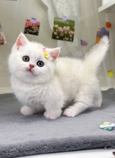 Munchkin