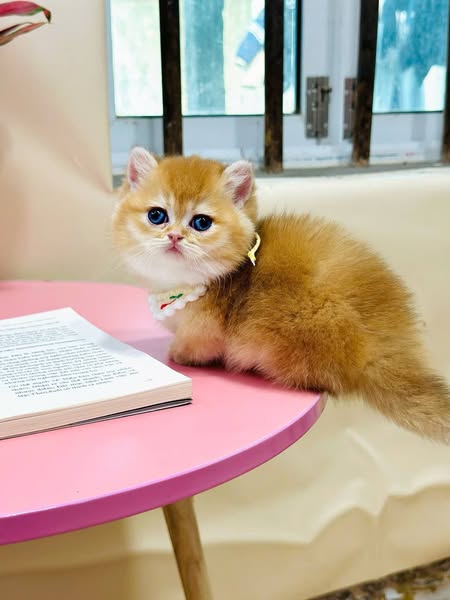Munchkin