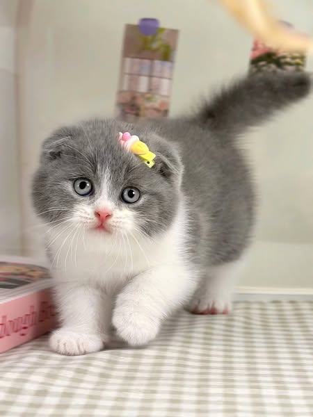 Scottish Fold