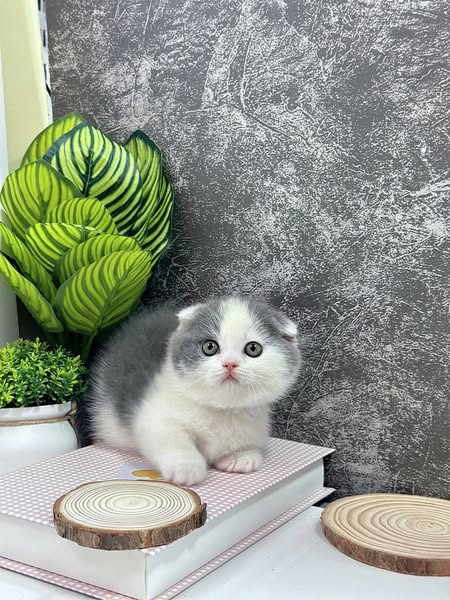 Munchkin Fold