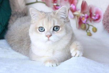 British Shorthair