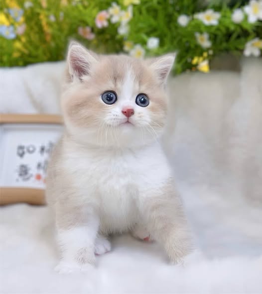British Shorthair