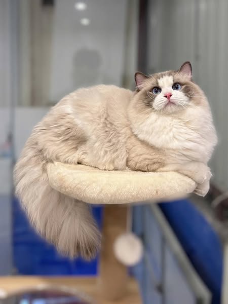 Ragdoll