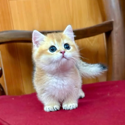 Munchkin