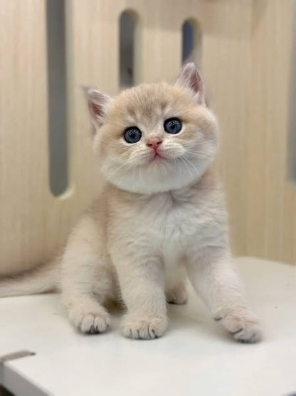 British Shorthair