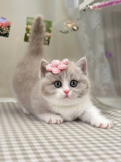 Munchkin