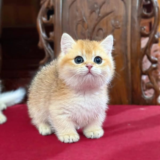 Munchkin