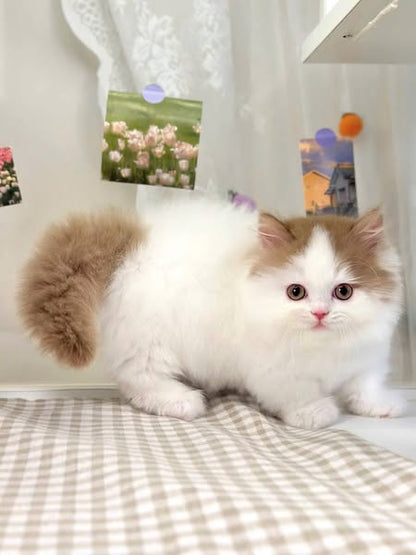 Munchkin Longhair