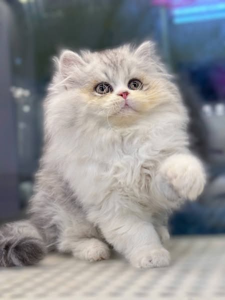 British Longhair