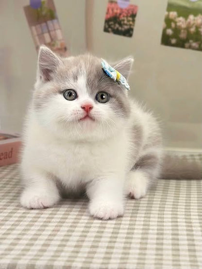 British Shorthair