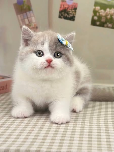 British Shorthair