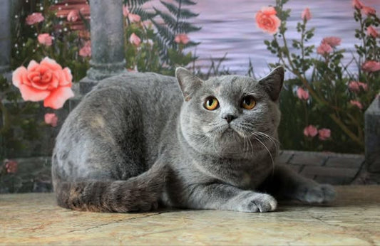 British Shorthair
