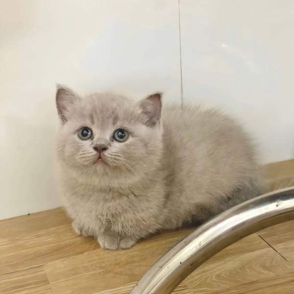 Munchkin