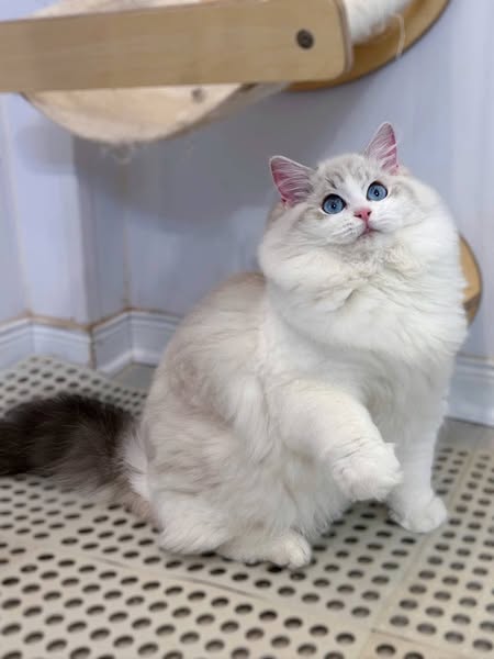 Ragdoll