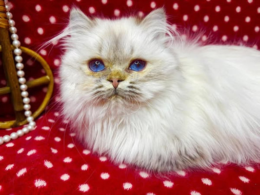 British Longhair