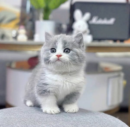Munchkin