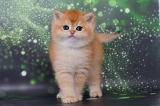 British Shorthair