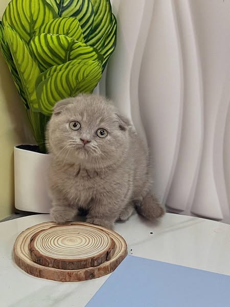 Munchkin Fold