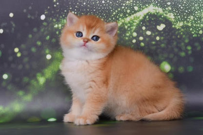 British Shorthair