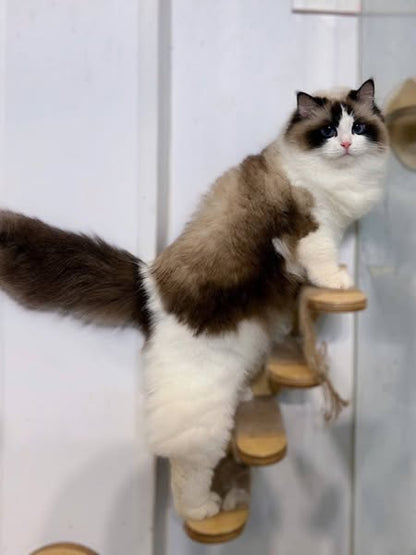 Ragdoll