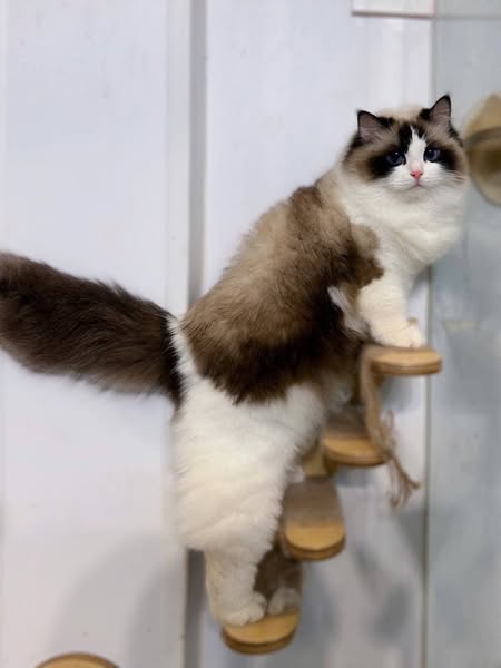Ragdoll