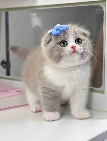 Scottish Fold